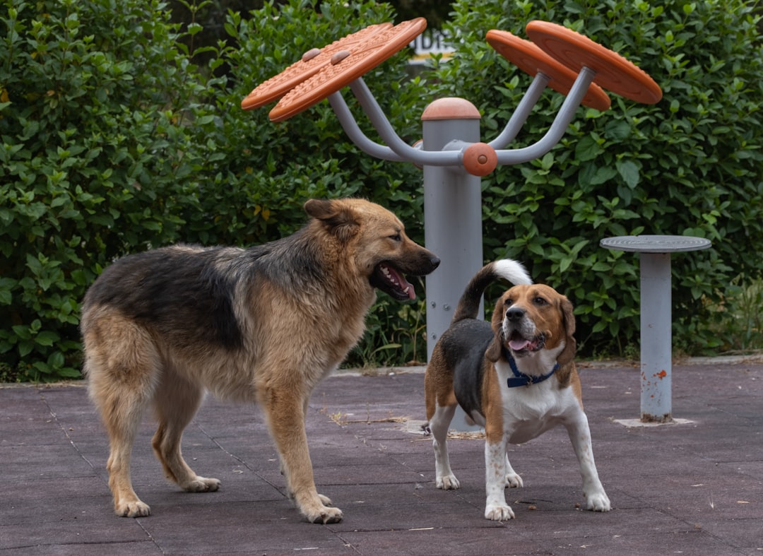 Hundedagpleje: Det Bedste Valg for Din Pelsede Ven